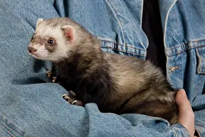Ferrets: Ferret - sable colouring - being held by owner