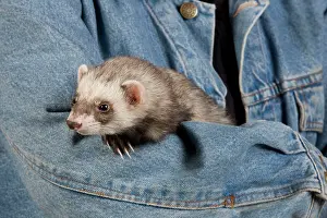 Ferrets: Ferret - sable colouring - being held by owner