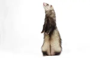 Ferrets: Ferret - sable colouring on hind legs in studio