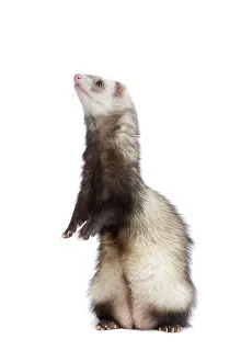 Ferrets: Ferret - sable colouring on hind legs in studio