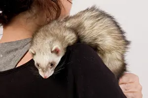 Owners: Ferret - sable colouring - on owner's shoulder