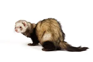 Ferrets: Ferret - sable colouring in studio