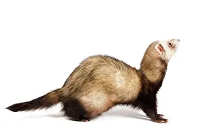 Ferrets: Ferret - sable colouring in studio