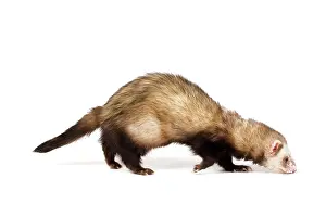 Ferrets: Ferret - sable colouring in studio