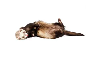 Ferrets: Ferret - sable colouring in studio lying on back