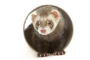 Ferrets: Ferret - in studio