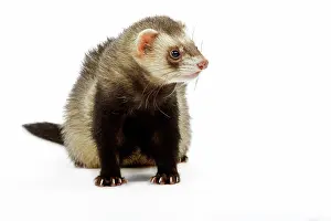 Ferrets: Ferret - in studio