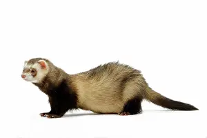 Ferrets: Ferret - in studio