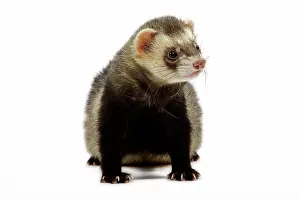 Ferrets: Ferret - in studio