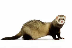 Ferrets: Ferret - in studio