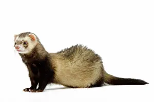Ferrets: Ferret - in studio