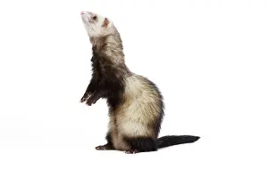 Ferrets: Ferret - in studio