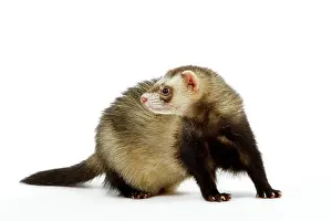 Ferrets: Ferret - in studio