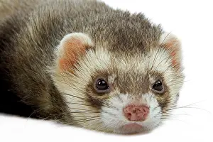 Ferrets: Ferret - in studio