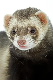 Ferrets: Ferret - in studio