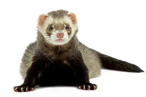 Ferrets: Ferret - in studio