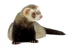 Ferrets: Ferret - in studio