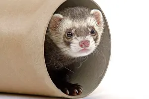 Ferrets: Ferret - in studio in cardboard tunnel