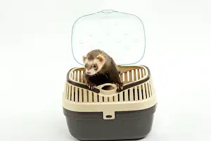 Carriers: Ferret - in studio in carrying basket
