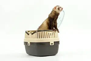 Carriers: Ferret - in studio in carrying basket