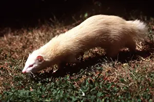 Polecat: FERRET - walking