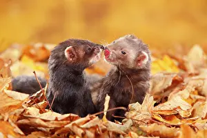 Putorius: Two Ferrets (Mustela putorius forma domestica) in