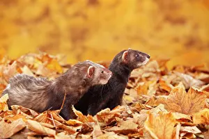 Putorius: Two Ferrets (Mustela putorius forma domestica) in