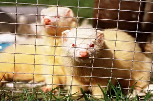 Albino: FERRETS x two - Looking through bars in cage