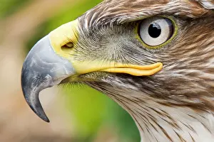 Regalis: Ferruginous Buzzard / Hawk