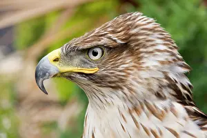 Regalis: Ferruginous Buzzard / Hawk