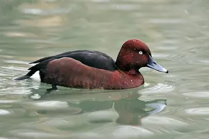 Nyroca: Ferruginous Duck