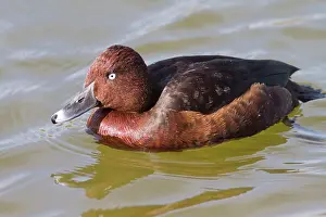 Nyroca: Ferruginous Duck