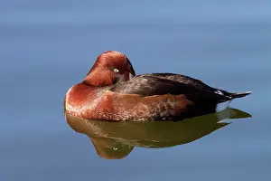 Nyroca: Ferruginous Duck