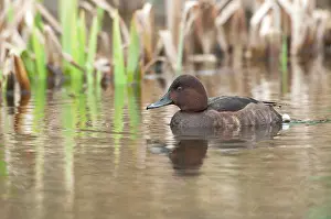 Aythya: Ferruginous Duck