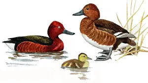 Aythya: Ferruginous Duck