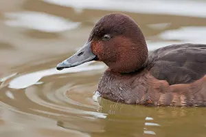 Aythya: Ferruginous Duck