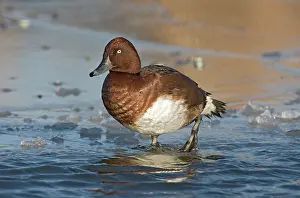 Aythya: Ferruginous Duck