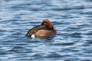 Aythya: Ferruginous Duck