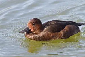Nyroca: Ferruginous Duck - adult female swimming on marsh