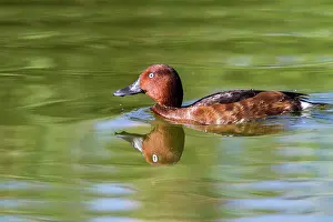 Nyroca: Ferruginous Duck (Aythya nyroca) on water, Tablas
