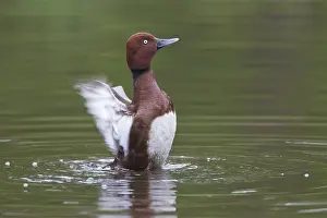 Nyroca: Ferruginous Duck - drake - Germany
