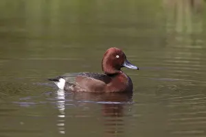 Nyroca: Ferruginous Duck - drake - Germany