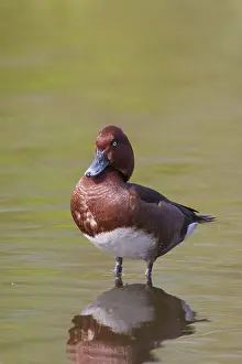 240118: Ferruginous Duck - drake - Germany