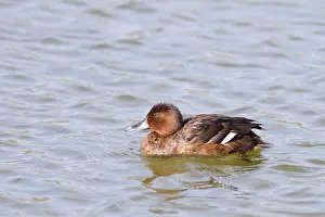 Nyroca: Ferruginous Duck - female swimming