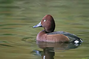 Aythya: Ferruginous duck, ferruginous pochard (Aythya nyroca)