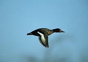 Nyroca: Ferruginous Duck - In Flight