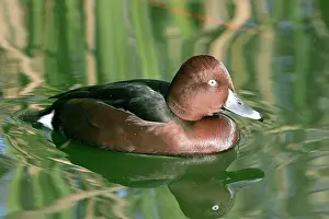 Nyroca: Ferruginous Duck - male