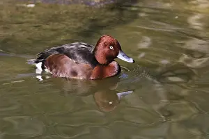 Aythya: Ferruginous Duck - male on lake, Bavarian Forest, Germany