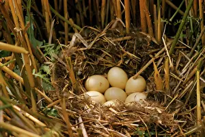 Ardea London: Ferruginous Duck - nest and eggs