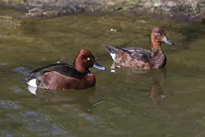 Nyroca: Ferruginous Duck - pair on lake, Bavarian Forest, Germany